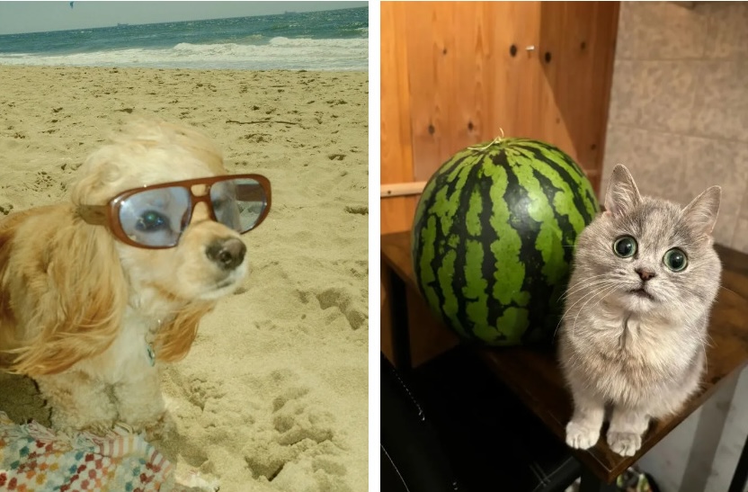 Слева собака в очках, справа кот рядом с арбузом